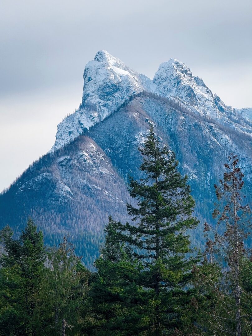 Snow-capped mountain peaks with pine trees in the foreground.